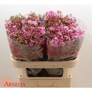 Chamelaucium 'Niek's Pride'