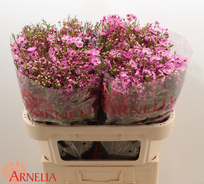 <h4>Chamelaucium 'Niek's Pride'</h4>