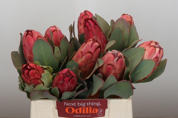 <h4>PROTEA GRANDICEPS</h4>