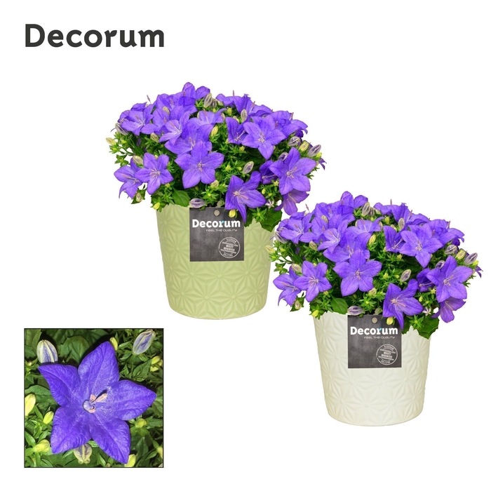 <h4>Campanula 'Napoli' Decorum Juliette</h4>