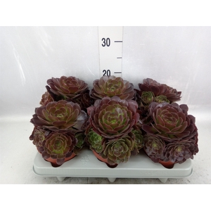 Aeonium arboreum 'Velours'