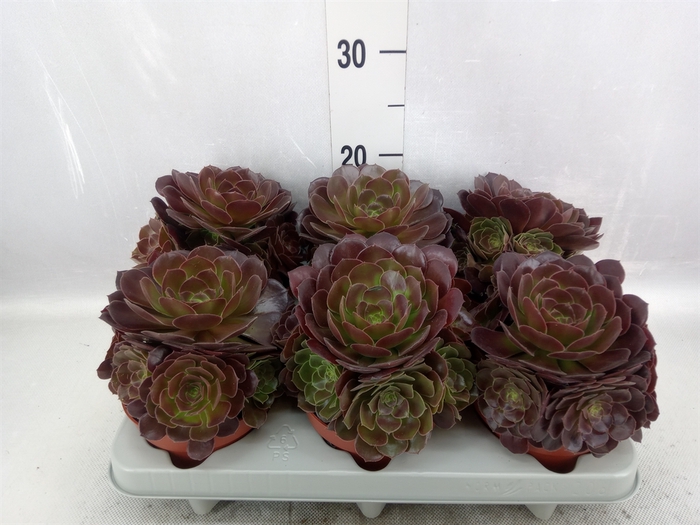 <h4>Aeonium arboreum 'Velours'</h4>