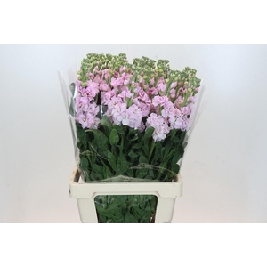 MATTH IRON CHERRY BL