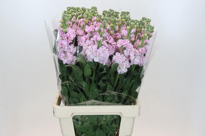 <h4>MATTH IRON CHERRY BL</h4>