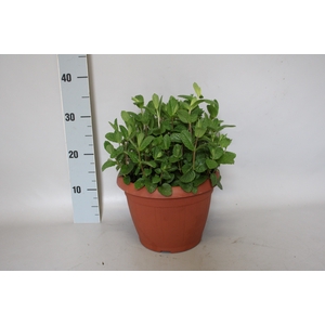 Kruiden I Thymus Vulgaris