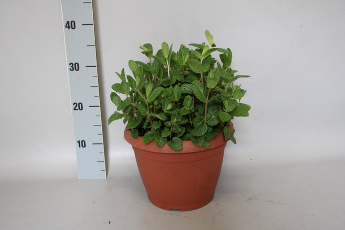 <h4>Kruiden I Thymus Vulgaris</h4>