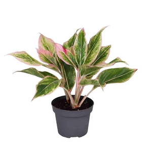 AGLAONEMA ARACEAE p12 lipstick pink