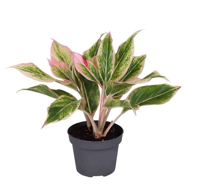 <h4>AGLAONEMA ARACEAE p12 lipstick pink</h4>