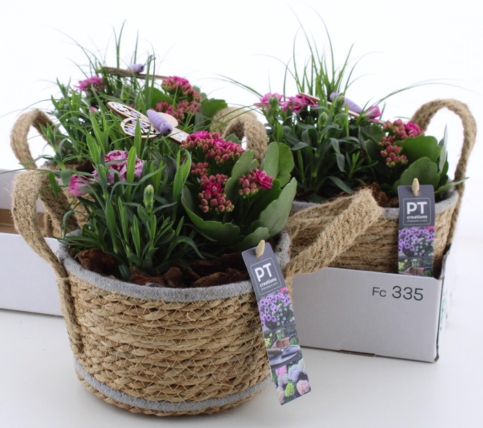 <h4>ARR TUINPLANTEN</h4>