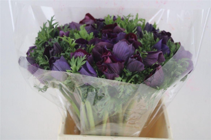 <h4>Anem Mistral Super Violet</h4>