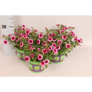 Calibrachoa eclipse Strawberry