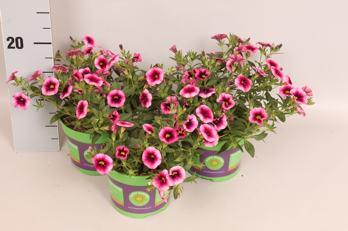 <h4>Calibrachoa eclipse Strawberry</h4>