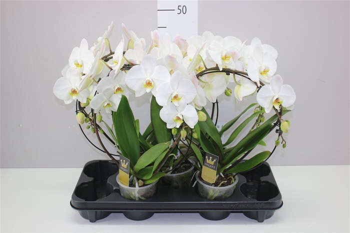 <h4>Phal Mirror Wit</h4>