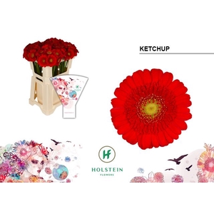 Germini Ketchup Water