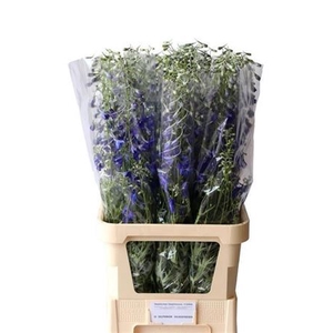 Delph En Volkerfrieden