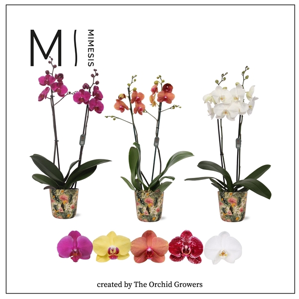 <h4>Mimesis Phal. Mix - 2 spike 12cm in Jess Mostera ceramic</h4>