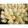 Rosa Pearl Avalanche VD