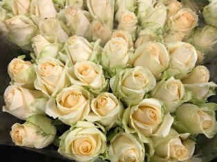 Rosa Pearl Avalanche VD