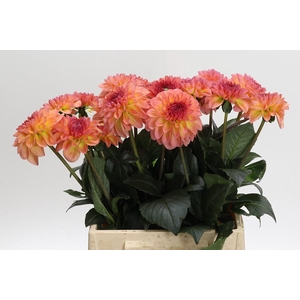 Dahlia Chanel