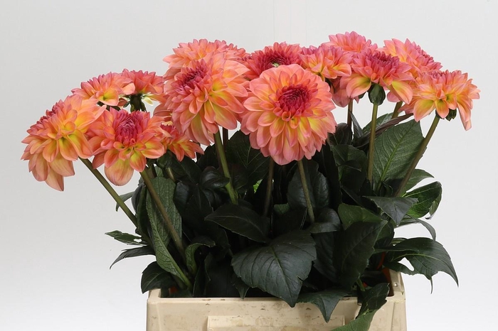 <h4>Dahlia Chanel</h4>