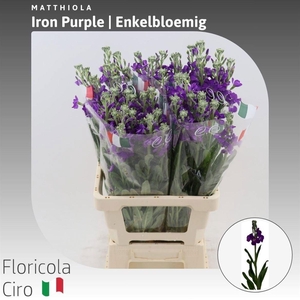 MATTH IRON PURPLE
