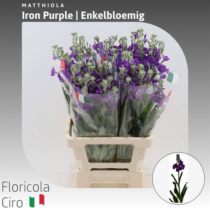 <h4>MATTH IRON PURPLE</h4>