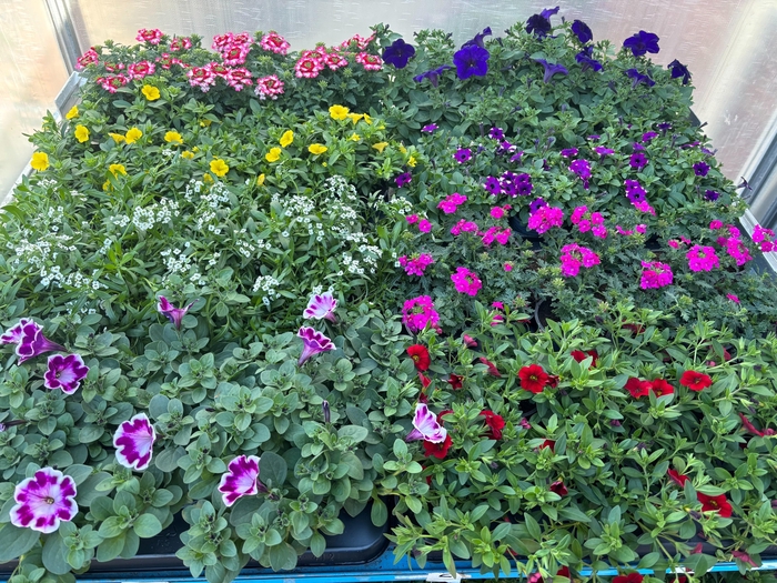 <h4>PERKPL MIXK</h4>