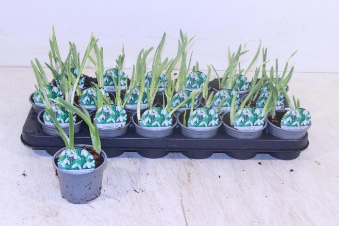 <h4>GALANTHUS NIV IN POT</h4>