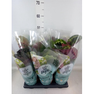 Calathea roseopicta   ...mix