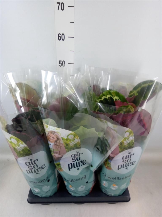 <h4>Calathea roseopicta   ...mix</h4>