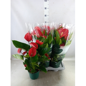 Anthurium andr. 'Melodia'