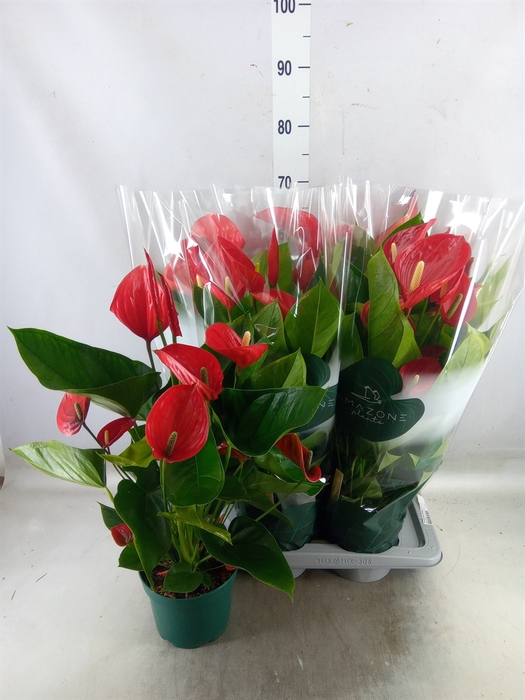 <h4>Anthurium andr. 'Melodia'</h4>