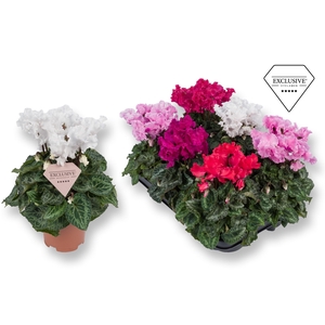 Cyclamen Exclusive® Merengue Mix