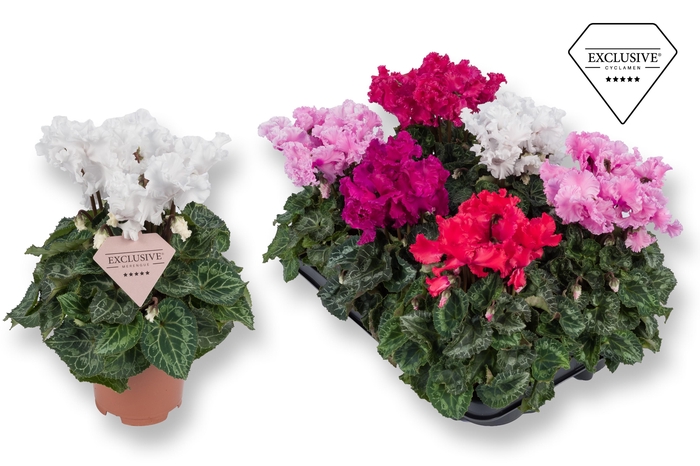 <h4>Cyclamen Exclusive® Merengue Mix</h4>