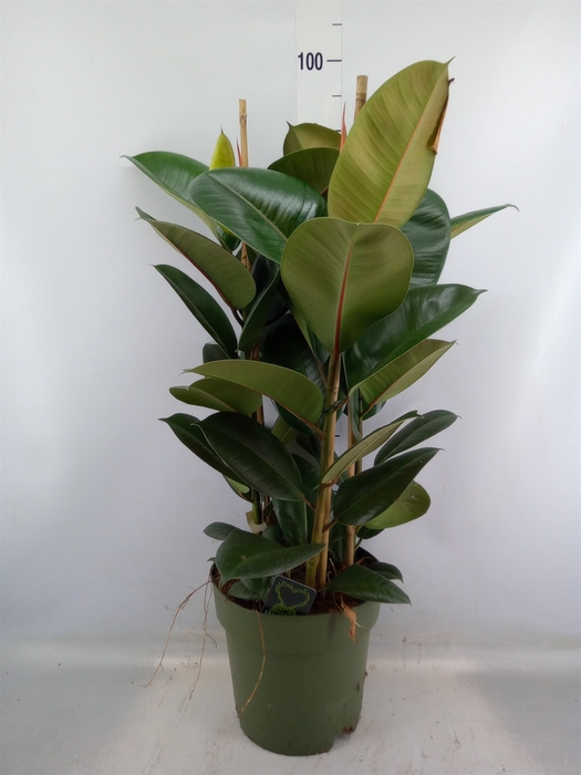 <h4>Ficus elastica 'Robusta'</h4>