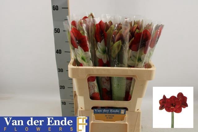 <h4>HIPP GA FERRARI</h4>