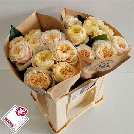 <h4>Rosa a grande fleur Priscilla!</h4>