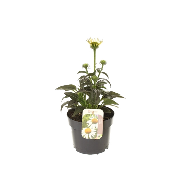 <h4>Echinacea purp. Sombrero Alba</h4>