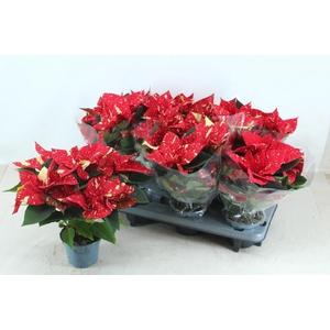 EUPHOR P SUP NEW GLI