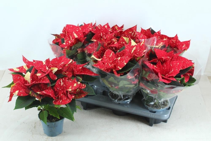 <h4>EUPHOR P SUP NEW GLI</h4>