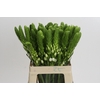 Ornithogalum thyrsoides 'White Star'