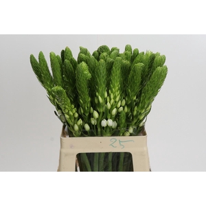 Ornithogalum thyrsoides 'White Star'