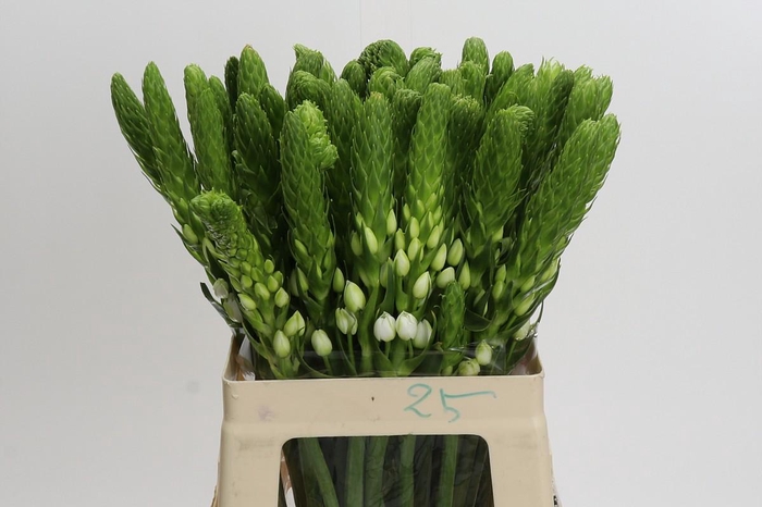 <h4>Ornithogalum thyrsoides 'White Star'</h4>