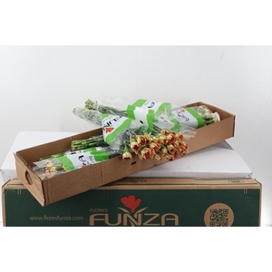 Di St Salamandra Box