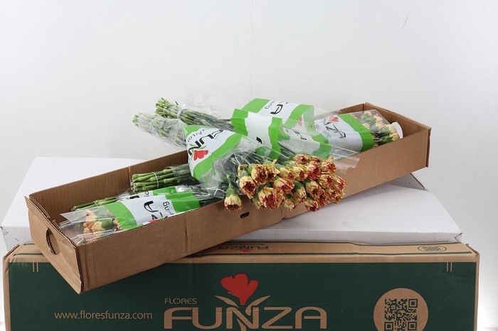 <h4>Di St Salamandra Box</h4>