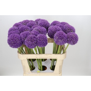 Allium Giganteum
