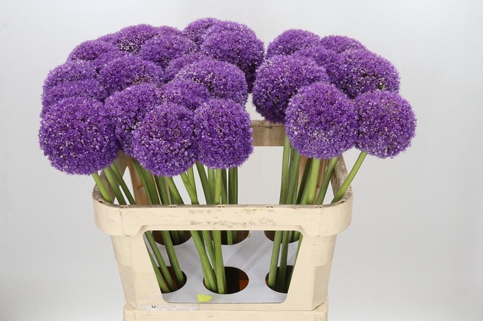 <h4>Allium Giganteum</h4>