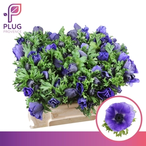 ANEM CO GALIL BLAUW