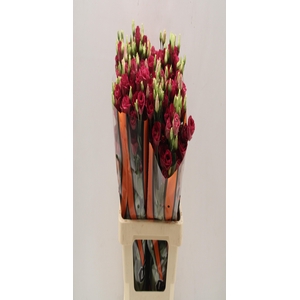 Lisianthus do arosa red