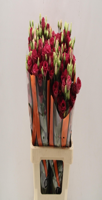 <h4>Lisianthus do arosa red</h4>